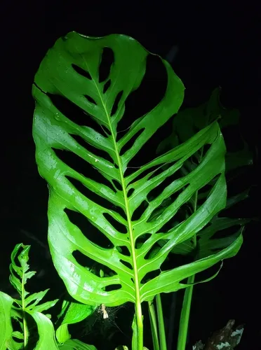 Monstera adansonii